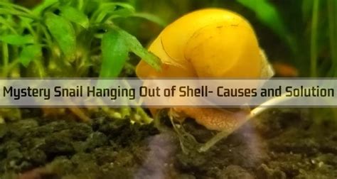 Mystery Snail Hanging Out of Shell- Causes and Solution