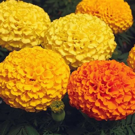 Giant Marigolds Seeds Etsy