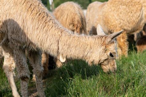 A White Alpaca Feeding in a Pasture Stock Photo - Image of herd, anima: 119733724