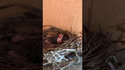 Red Vented Bulbul Chicks Youtube