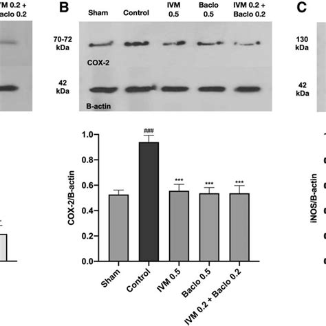 Western Blot Analysis For A P Nf ĸb P65 B Cox 2 And C Inos Expression