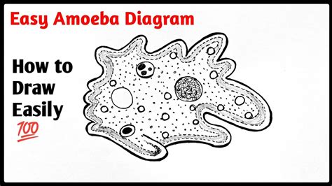 How To Draw Amoeba Drawing Amoeba Diagram Easily Step By Step Youtube