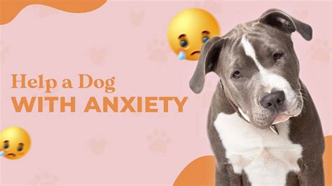 How To Help a Dog With Anxiety – PAWSIONATE