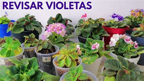 Como Revisar Violetas Africanas Chuyito Jardinero YouTube