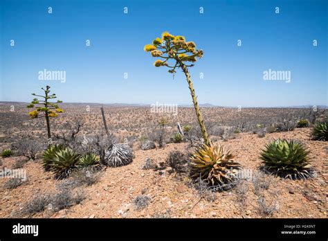 Cactus In The Desert Baja California Mexico Stock Photo Alamy