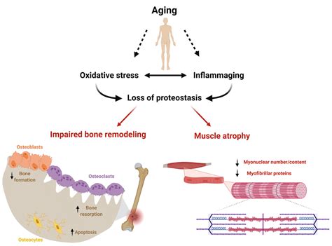 The Biological Mechanisms Of Aging Implicated In Musculoskeletal