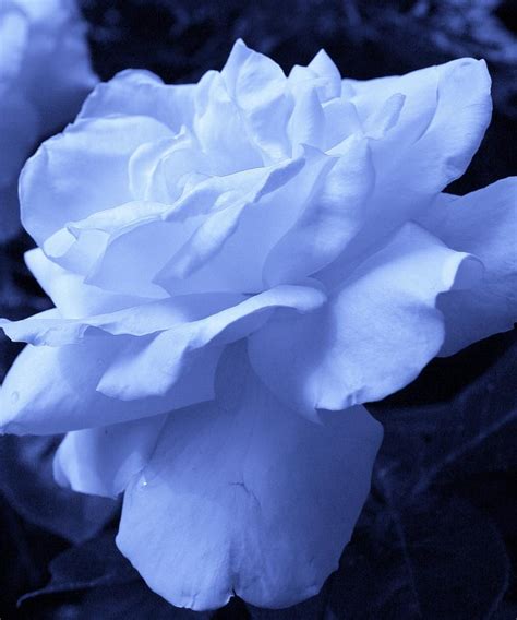 Ice Blue Rose Photograph By Bruce Bley Fine Art America