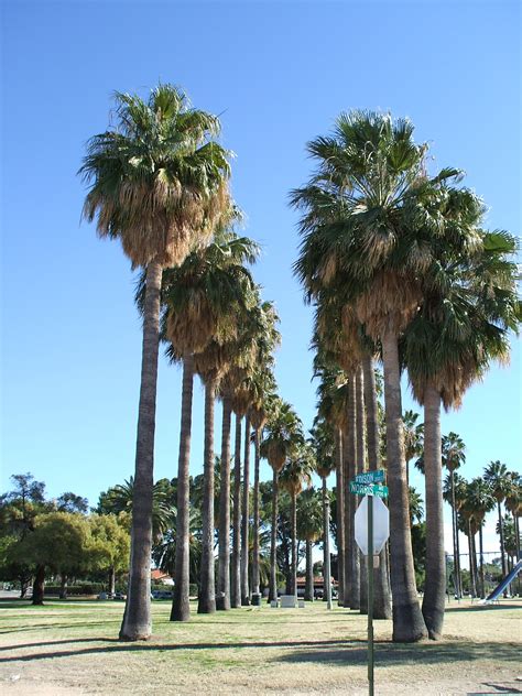 Washingtonia Robusta