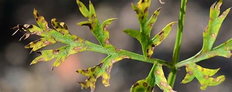 Cercospora Blattflecken