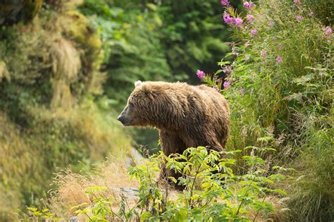 Grizzly Bears To Return To North Cascades Ecosystem The Leavenworth Echo