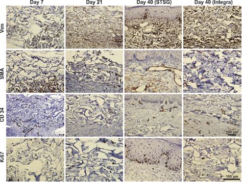 Histological Samples Processed For Immunohistochemistry Examined 7 21