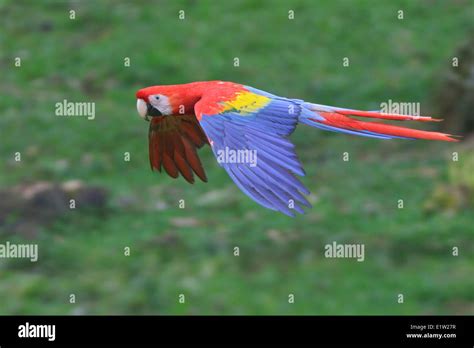 Scarlet Macaw (Ara macao) flying in the jungle of Costa Rica Stock ...