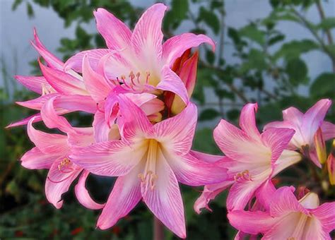 Details Imagen Amaryllis Belladonna Cuidados Abzlocal Mx