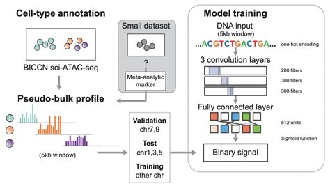 Learning Single Cell Chromatin Accessibility Profiles Using Meta