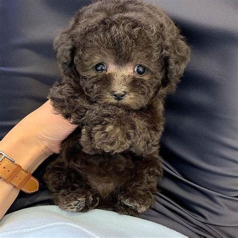 A rare micro teacup chocolate poodle made it our way teacup puppies ...