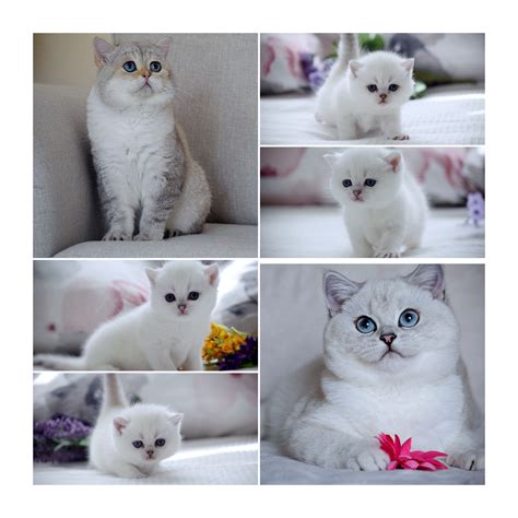 PreviousKittens