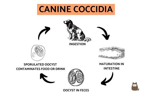 What Is The Treatment For Coccidia In Dogs