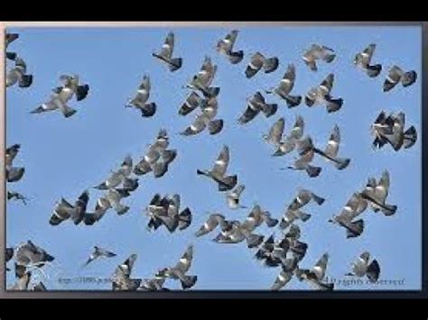 Chasse Aux Pigeons Ramiers Saison Compilation Partie Youtube