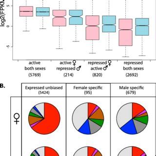 Sex Specific Chromatin States And Gene Expression In D Miranda A