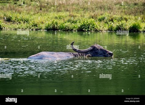 African Water Buffalo Hi Res Stock Photography And Images Alamy