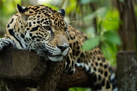 10 Most Amazing Animals in Peru (with Photos) - WildlifeTrip