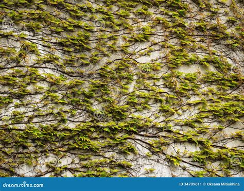 Groene Bladeren Van Een Klimplant Op De Steenmuur Stock Afbeelding