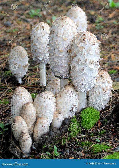 Shaggy Mane Mushrooms Coprinus Comatus Fotografia Stock Immagine Di