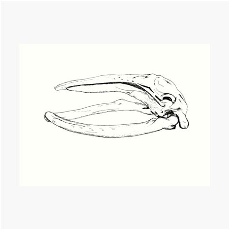 "Humpback Whale Skull" Art Print by Snockard | Redbubble