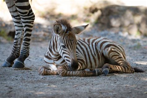 Grevy Zebra Foal Lying On Stony Ground Stock Photo Image Of Head