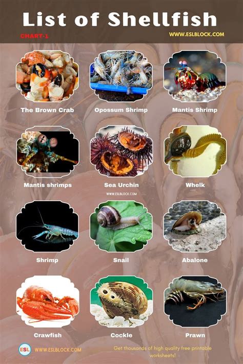 The List Of Shellfish Is Shown In This Image