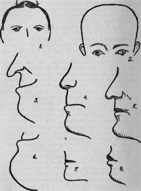 Nose Shapes Chart