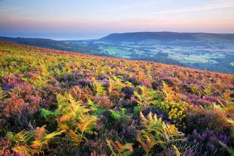 Moorland Habitat Ferns Heather On Hillside Editorial Stock Photo ...