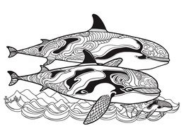 Orca Whale Coloring Sheet - Coloring Page