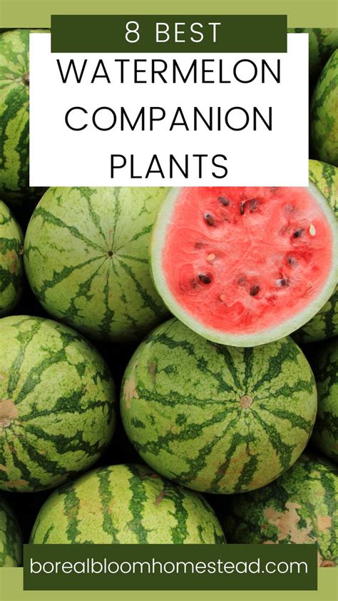 Watermelon Companion Planting Guide