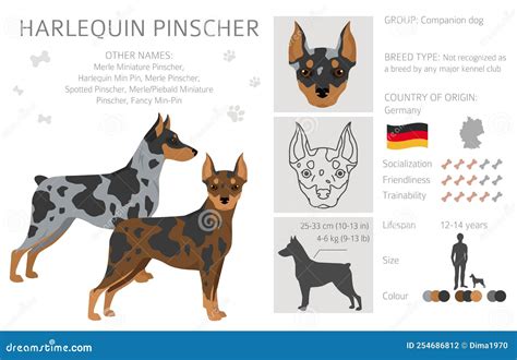 Harlequin Pinscher Clipart. Different Poses, Coat Colors Set Stock Vector - Illustration of ...