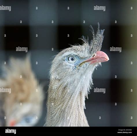 A Portrait Of A Red Legged Seriema Bird Stock Photo Alamy