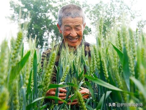 小麥想高產，播前做好以下幾點，一畝多收100斤不成問題 每日頭條