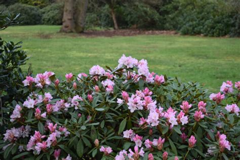 9 Reasons To Plant Flowering Trees + Lovely Species to Try