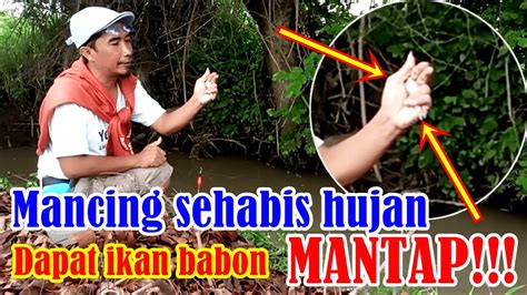 Mancing Wader Dan Uceng Sehabis Hujan Dapat Ikan Babon Mantap YouTube