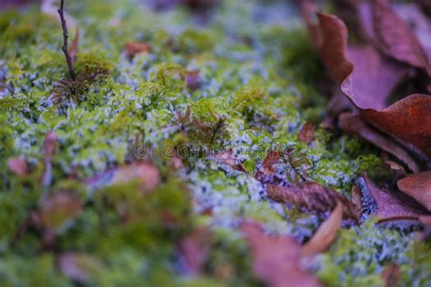 view    forest stock image image  imagination