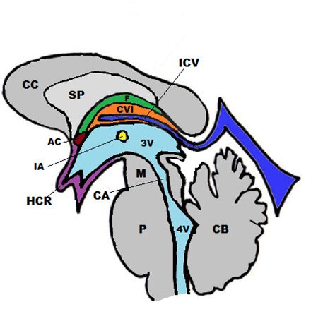 Figure Sagittal Schematic View Cvi Statpearls Ncbi Bookshelf