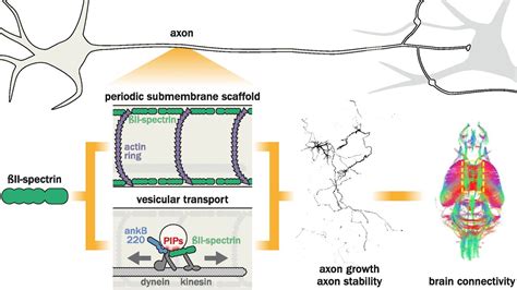 A dual role for βII spectrin in axons PNAS