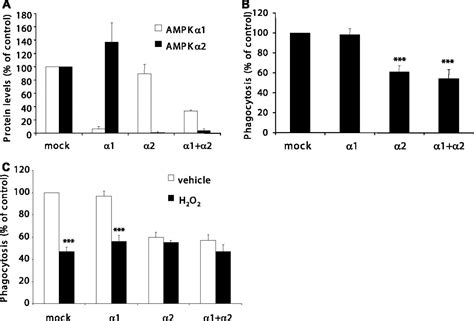 But Not Activated Protein Kinase Mediates Oxidative Stress