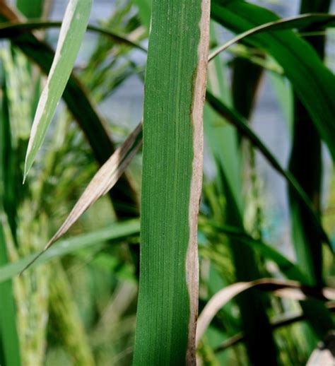 Bacterial Blight Irri Rice Knowledge Bank