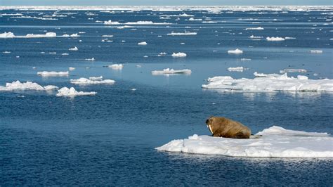 Arctic Sea Ice Isnt Freezing In October For The First Time On Record