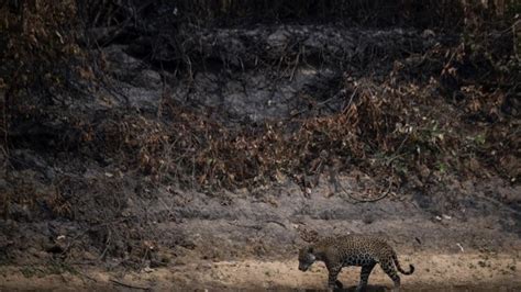 5 animais do Pantanal que correm risco de extinção as queimadas