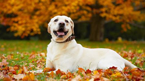 Sangue Nelle Feci Del Cane Tutte Le Cause E Cosa Fare Vetclick