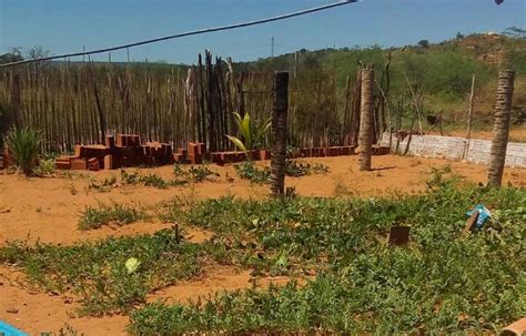 Petrolândia em Foco Petrolândia PE água das chuvas que caíram