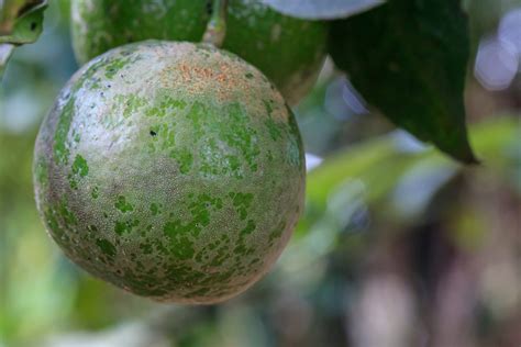 Pest Eats Into Valley Citrus Appeal The Sun Gazette Newspaper