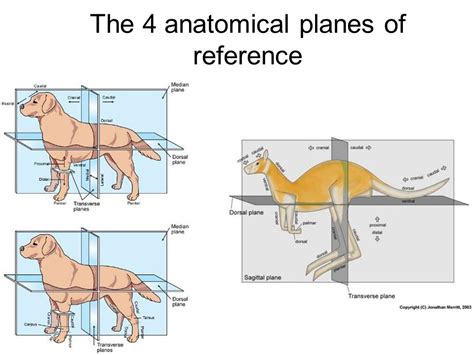 Anatomical Planes Of A Dog